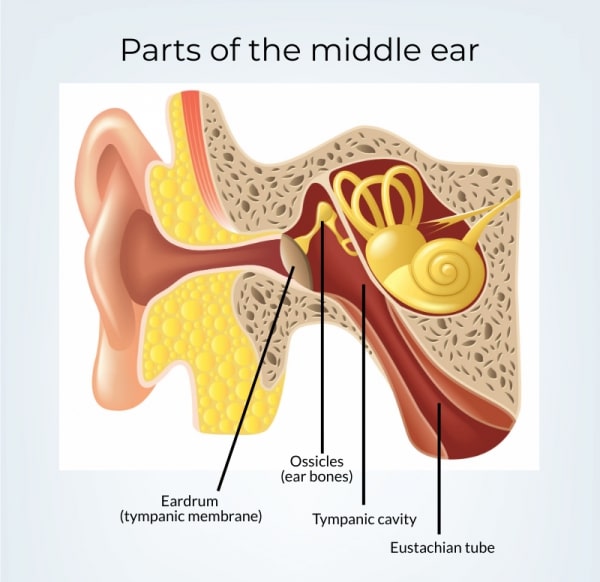 Ear anatomy